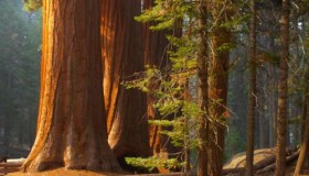 Sequoia National Park